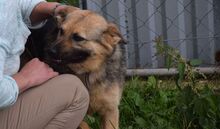 DOLLY, Hund, Mischlingshund in Slowakische Republik - Bild 1
