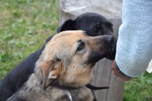 DOLLY, Hund, Mischlingshund in Slowakische Republik - Bild 2