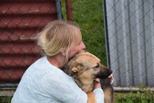 DOLLY, Hund, Mischlingshund in Slowakische Republik - Bild 3