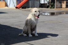 RONJA, Hund, Mischlingshund in Rumänien - Bild 10