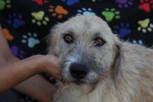 RONJA, Hund, Mischlingshund in Rumänien - Bild 13