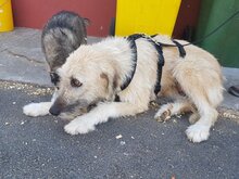 RONJA, Hund, Mischlingshund in Rumänien - Bild 2
