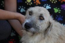 RONJA, Hund, Mischlingshund in Rumänien - Bild 3