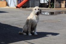RONJA, Hund, Mischlingshund in Rumänien - Bild 7