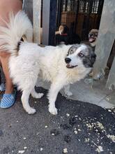 MONTI, Hund, Mischlingshund in Rumänien - Bild 1