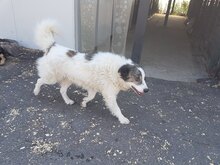 MONTI, Hund, Mischlingshund in Rumänien - Bild 10