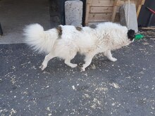 MONTI, Hund, Mischlingshund in Rumänien - Bild 11