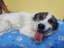 MONTI, Hund, Mischlingshund in Rumänien - Bild 12