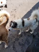 MONTI, Hund, Mischlingshund in Rumänien - Bild 2