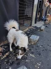 MONTI, Hund, Mischlingshund in Rumänien - Bild 3