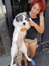 MONTI, Hund, Mischlingshund in Rumänien - Bild 4