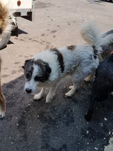MONTI, Hund, Mischlingshund in Rumänien - Bild 5