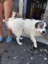 MONTI, Hund, Mischlingshund in Rumänien - Bild 6