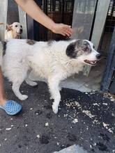 MONTI, Hund, Mischlingshund in Rumänien - Bild 7
