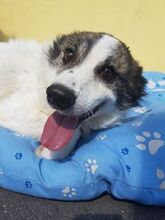 MONTI, Hund, Mischlingshund in Rumänien - Bild 9