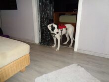 SCULLY, Hund, Mischlingshund in Eldingen - Bild 1