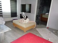 SCULLY, Hund, Mischlingshund in Eldingen - Bild 2