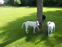 SCULLY, Hund, Mischlingshund in Eldingen - Bild 4