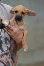 LIZA, Hund, Mischlingshund in Rumänien - Bild 1