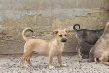LIZA, Hund, Mischlingshund in Rumänien - Bild 10