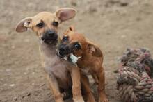 LIZA, Hund, Mischlingshund in Rumänien - Bild 4