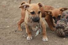 LIZA, Hund, Mischlingshund in Rumänien - Bild 5