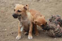 LIZA, Hund, Mischlingshund in Rumänien - Bild 7