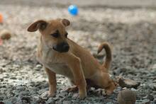 LIZA, Hund, Mischlingshund in Rumänien - Bild 9
