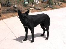 LISA, Hund, Mischlingshund in Spanien - Bild 5