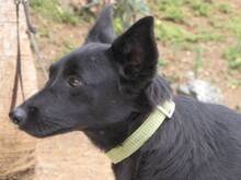 LISA, Hund, Mischlingshund in Spanien - Bild 7