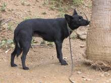 LISA, Hund, Mischlingshund in Spanien - Bild 8