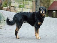 OLMINO-HERKULES, Hund, Mischlingshund in Beerfelden - Bild 2