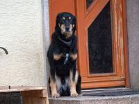 OLMINO-HERKULES, Hund, Mischlingshund in Beerfelden - Bild 3