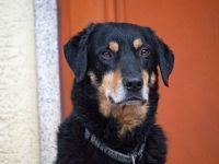 OLMINO-HERKULES, Hund, Mischlingshund in Beerfelden - Bild 4
