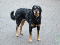 OLMINO-HERKULES, Hund, Mischlingshund in Beerfelden - Bild 5