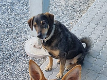 OLIVO-LOKI, Hund, Mischlingshund in Maxhütte-Haidhof - Bild 1