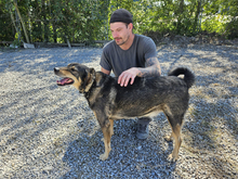 OLIVO-LOKI, Hund, Mischlingshund in Maxhütte-Haidhof - Bild 2