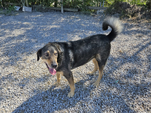OLIVO-LOKI, Hund, Mischlingshund in Maxhütte-Haidhof - Bild 3