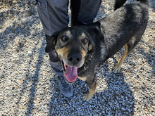 OLIVO-LOKI, Hund, Mischlingshund in Maxhütte-Haidhof - Bild 4