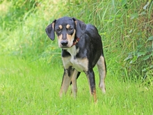 SAMY, Hund, Segugio Español in Beerfelden - Bild 1