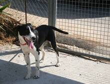 CODY, Hund, Mischlingshund in Spanien - Bild 2