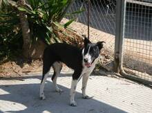 CODY, Hund, Mischlingshund in Spanien - Bild 3
