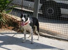 CODY, Hund, Mischlingshund in Spanien - Bild 4