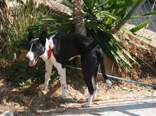 CODY, Hund, Mischlingshund in Spanien - Bild 6