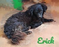 ERICK, Hund, Mischlingshund in Spanien - Bild 1
