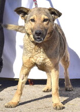 KATKA, Hund, Mischlingshund in Slowakische Republik - Bild 2