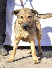 KATKA, Hund, Mischlingshund in Slowakische Republik - Bild 3