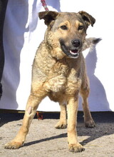 KATKA, Hund, Mischlingshund in Slowakische Republik - Bild 4