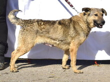 KATKA, Hund, Mischlingshund in Slowakische Republik - Bild 5