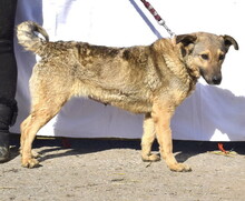 KATKA, Hund, Mischlingshund in Slowakische Republik - Bild 6